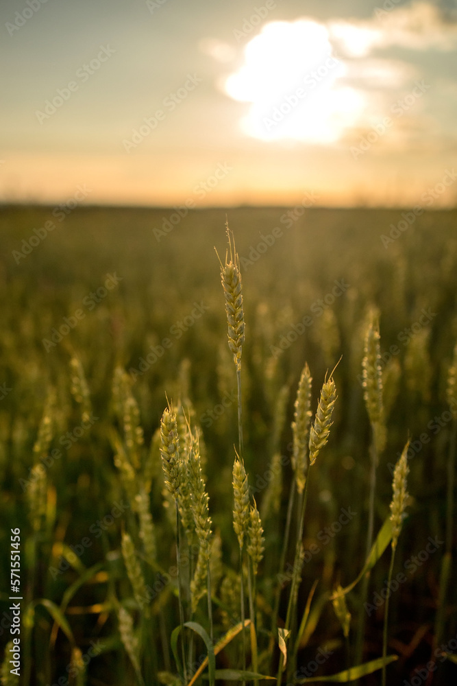 Obraz premium Sunset on a green wheat field. Future harvest. A field of ears of corn