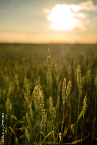 Sunset on a green wheat field. Future harvest. A field of ears of corn