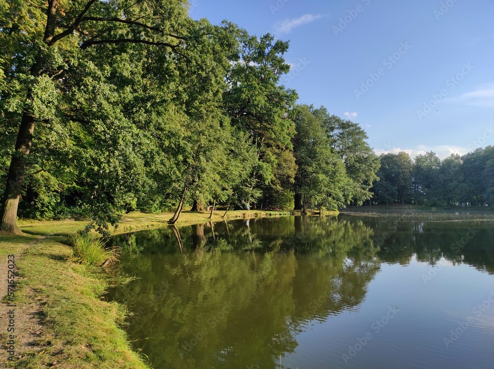 Lake view among lush trees in forest. The reflection of green trees on pond shows beauty of nature. nature landscape in forest