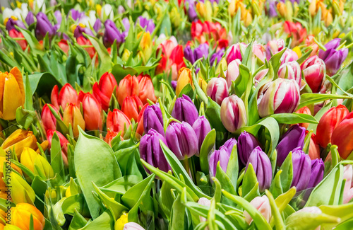 Beautiful colorful tulips background .Spring flowers background 