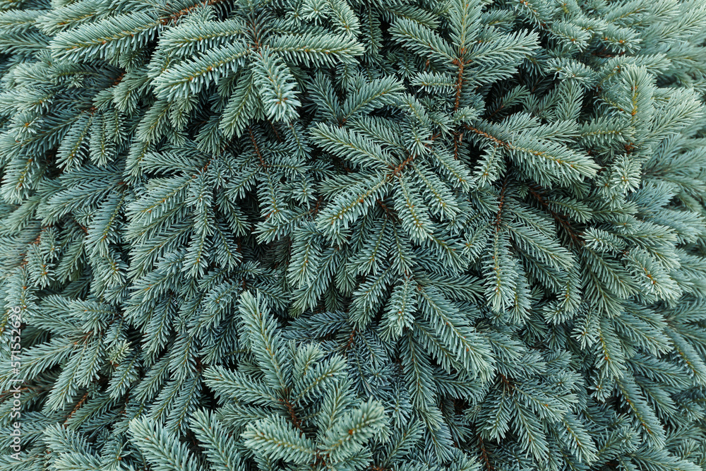 Picea pungens. Glauca Globosa. spruce in the botanical garden. Stock Photo | Adobe Stock