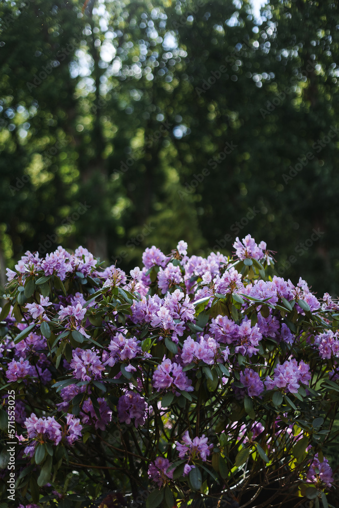 Purple Rhododendron Lapland in the botanical garden Purple Rhododendron Lapland in the botanical garden