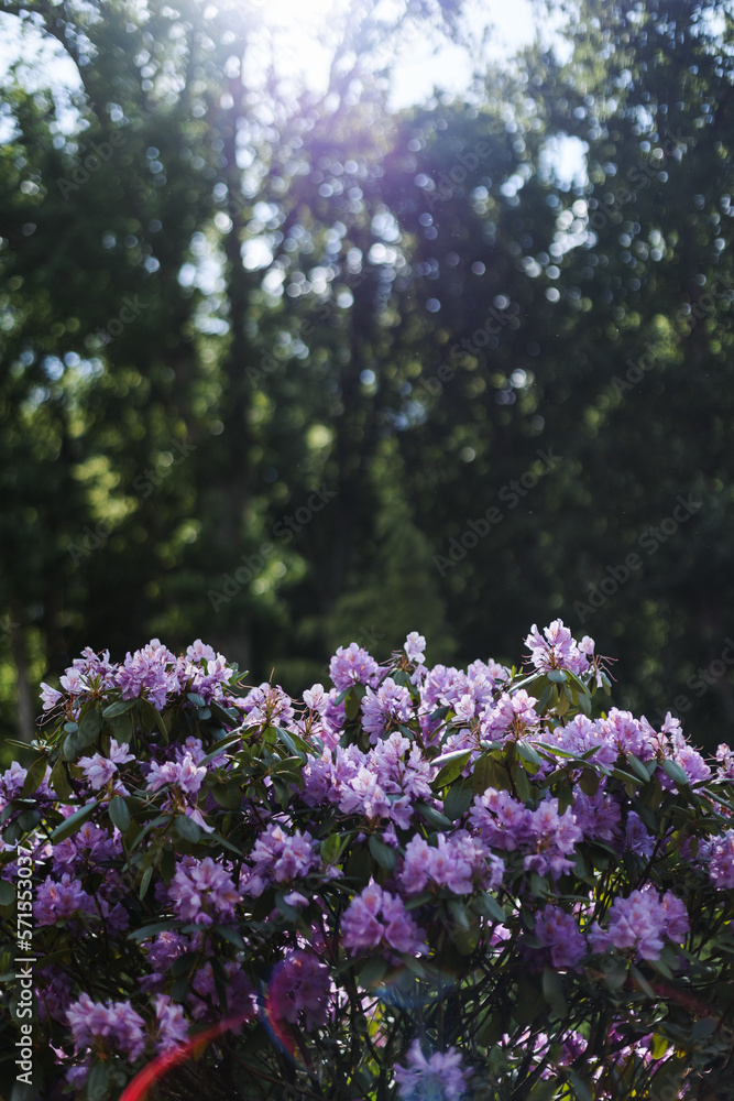 Purple Rhododendron Lapland in the botanical garden Purple Rhododendron Lapland in the botanical garden