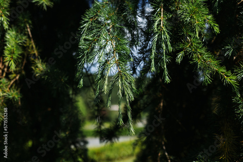 Himalayan cedar branch in the park.