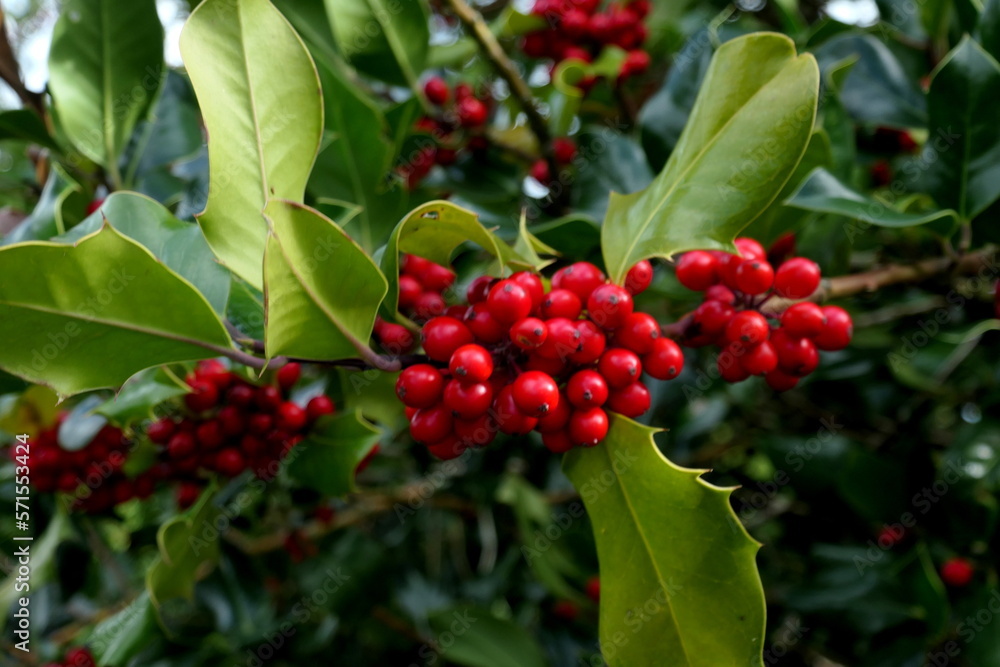 Rote Beeren am Busch