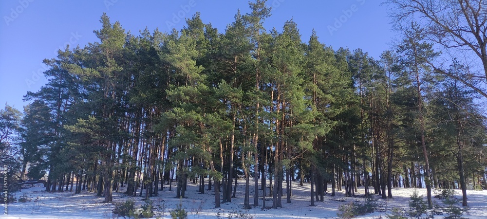 Pine trees on European evergreen forest - wide winter landscape on clear blue sky background