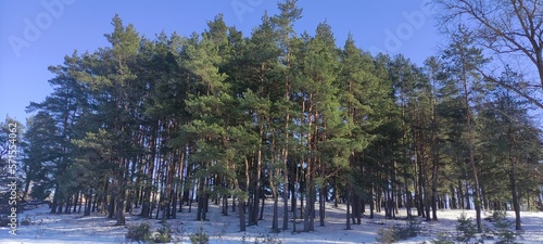 Obraz na płótnie Pine trees on European evergreen forest - wide winter landscape on clear blue sky background w salonie