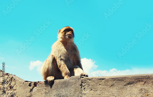 The Barbary Macaque monkeys of Gibraltar, United Kingdom