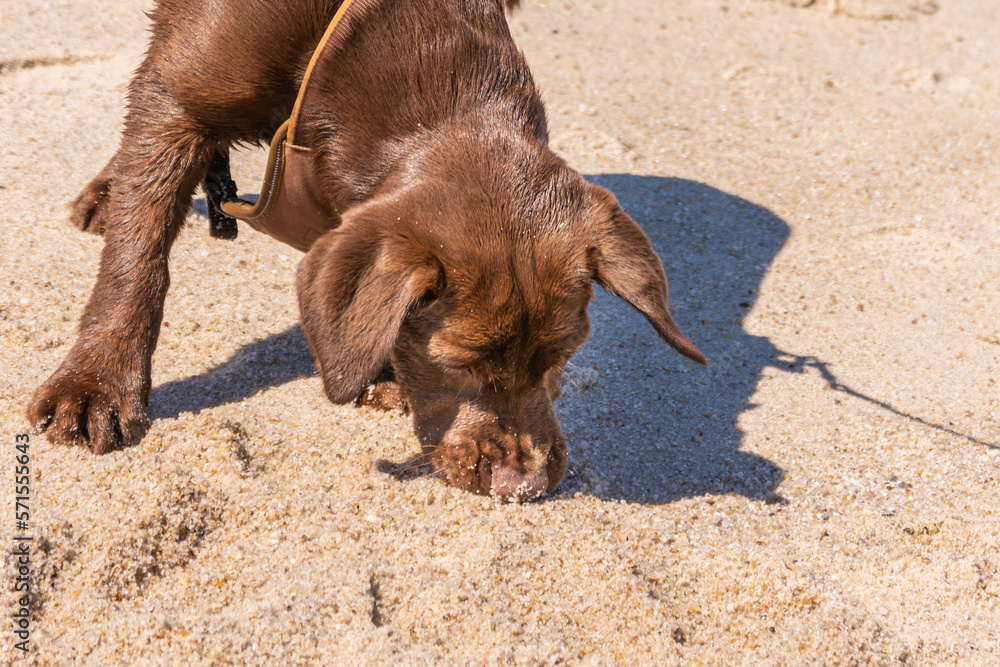 Junger brauner Labrador am Strand von Sylt Junger brauner Labrador am Strand von Sylt