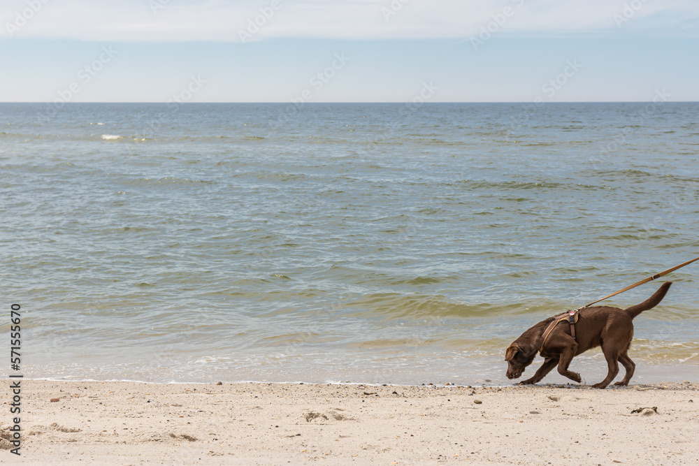 Junger brauner Labrador am Strand von Sylt Junger brauner Labrador am Strand von Sylt