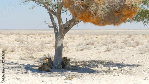 Cinematic shot of lion cubs in Etosha, Namibia