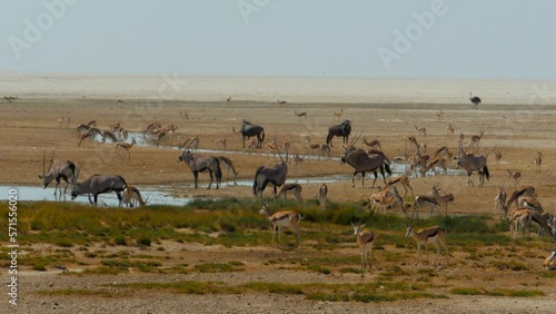 Cinematic shot of herds of oryx, antelope and wildebeest at water hole in Etosha, Namibia