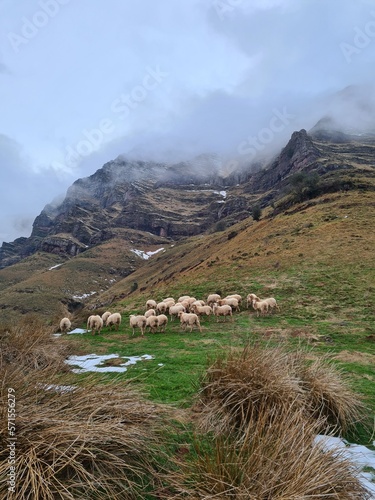 Brebis dans la montagne, Iparla dans le Pays Basque, Sous les nuages © Neos