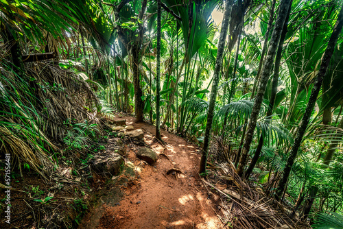 Path in the Vallee de mai forest