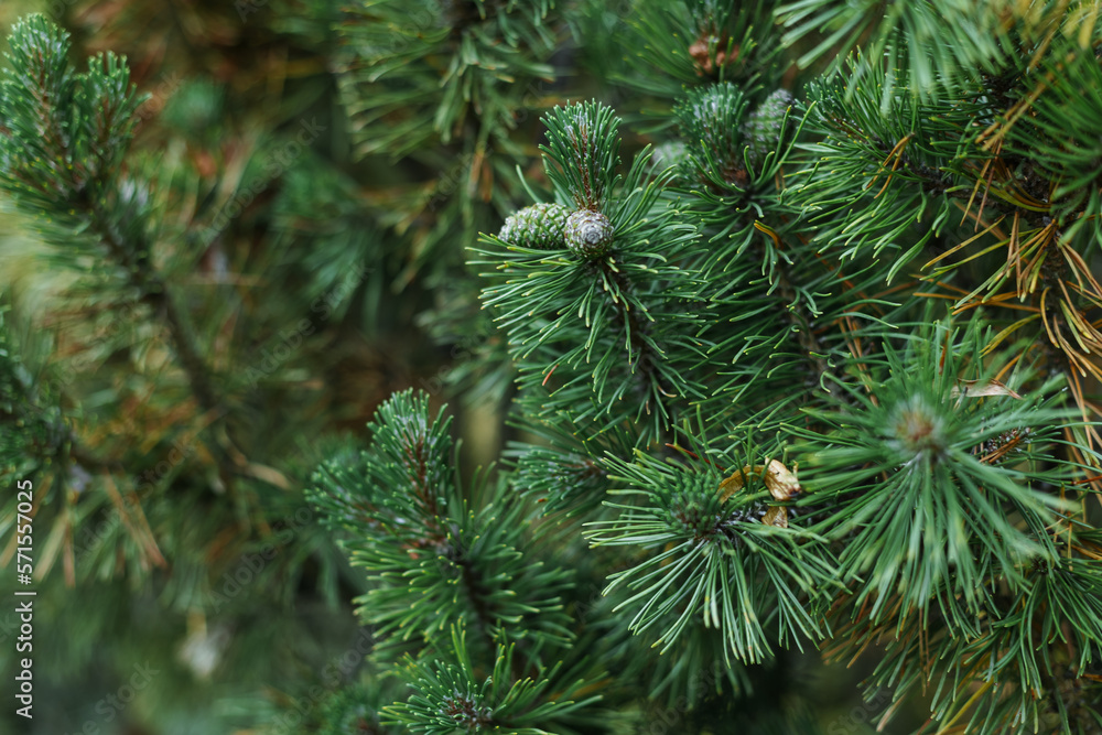 Pine branch close-up in landscape design.
