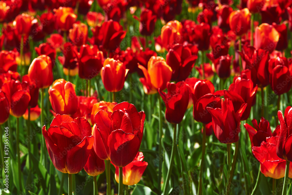 Green summer spring warm lawn with bright red tulips