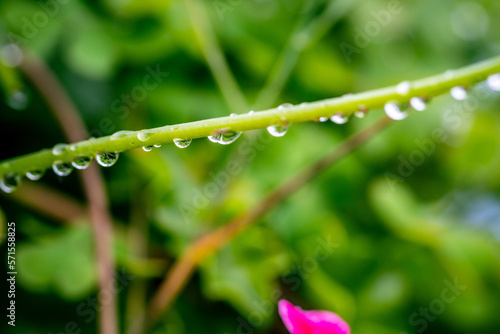 Gotas de agua en una planta.