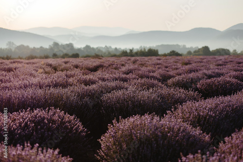 A panoramic view of the Lavender field against the background of mountains.