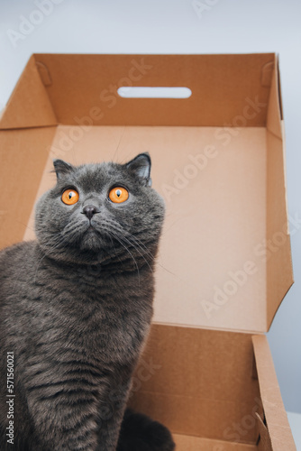 A short-haired gray cat with big orange eyes sits in a brown box, close-up. Front view