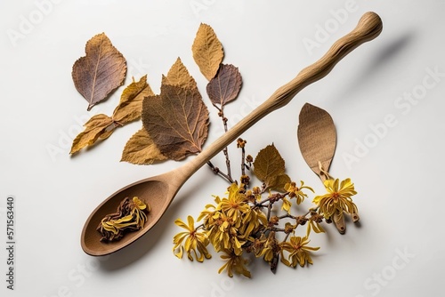 Witch hazel (Hamamelis) in bloom along with a wooden spoon filled with dried leaves for DIY herbal cosmetics, both separated in the shadow on a white backdrop. Generative AI photo