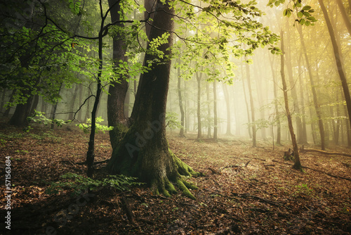 morning sun light and tree ...