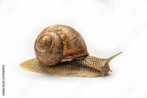 Garden snail isolated on white. Helix pomatia also Roman snail, Burgundy snail, edible snail or escargot