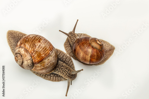 Two Garden snail isolated on white background