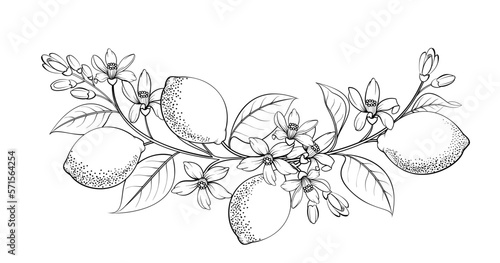 Differents lemones branch on white background.