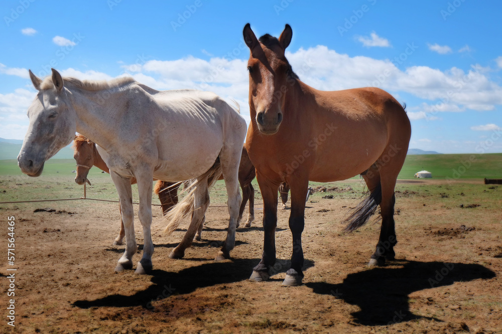 モンゴルの馬 モンゴルの馬