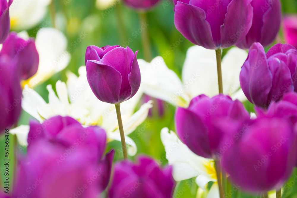 Fototapeta premium 紫のチューリップ