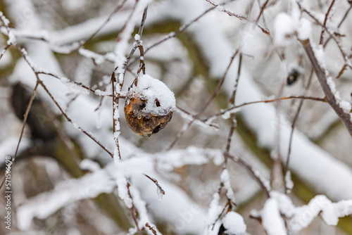 A rotten apple with ice and snow on a tree in winter