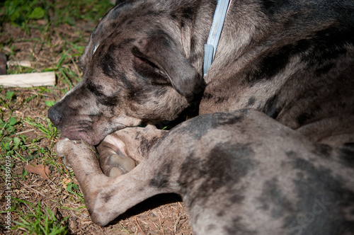 Pit-bull dog curled up in the sun at campsite on vacation
