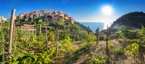 Fotografiet Corniglia in Cinque Terre, Italy with vineyards and terraces panorama