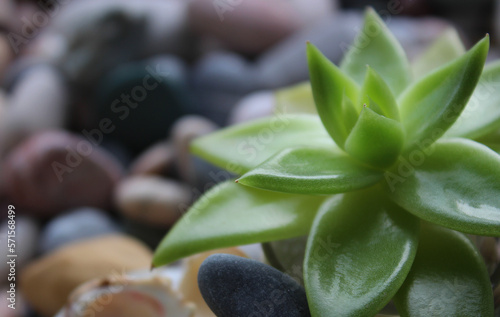 Extreme closeup photo of sprout of exotic plant with green leaves growth through pebble stones 