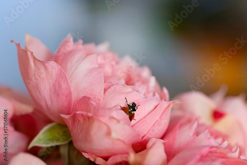 Beautiful pink roses on a blurred background with a bug on the petals. Postcard with close-up colors, background with space for copy, text, advertising, congratulations. Mother's Day, March 8, wedding
