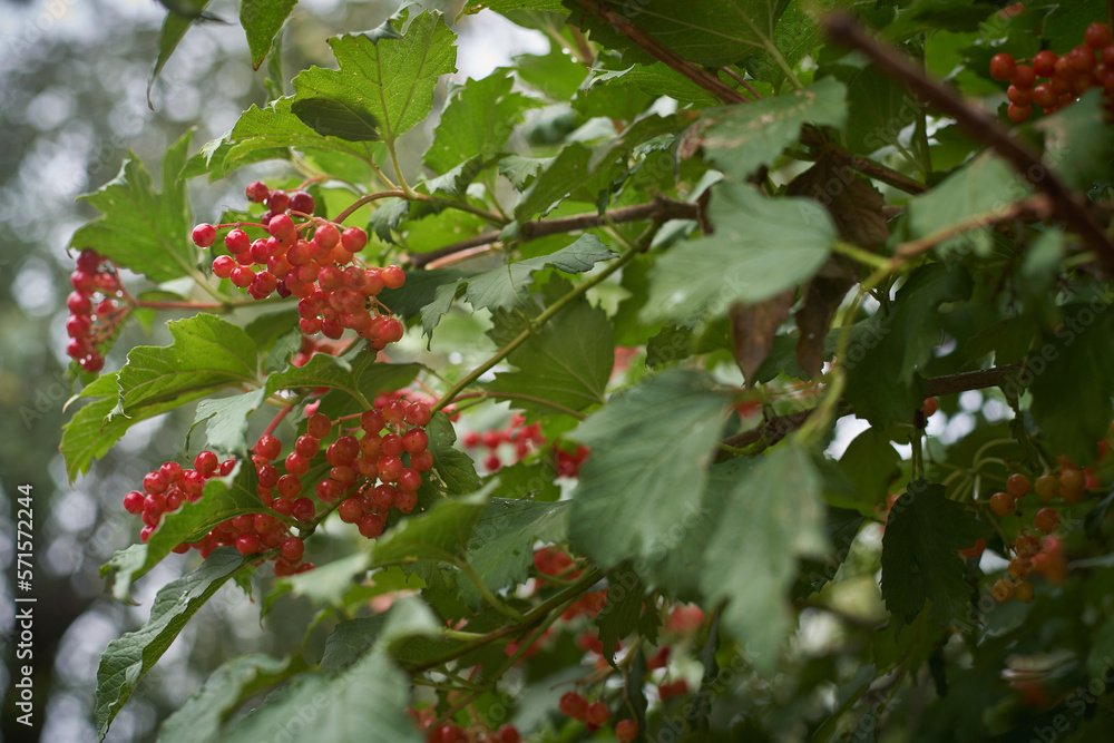 A red viburnum flower after the rain on the background of a defocused tree A red viburnum flower after the rain on the background of a defocused tree