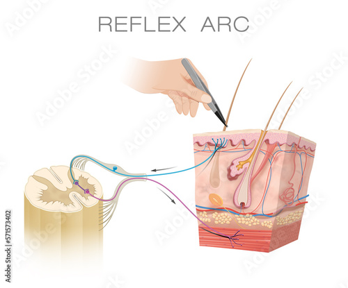 Spinal Reflex Arc Anatomical Scheme photo