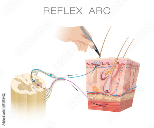 Foto Spinal Reflex Arc Anatomical Scheme