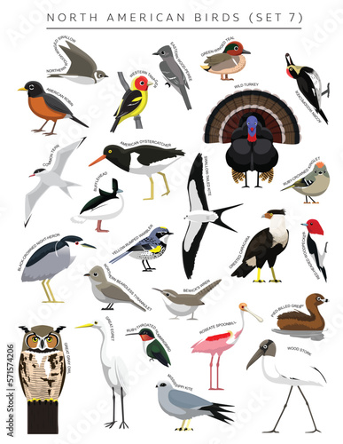 North American Birds Set Cartoon Vector Character 7 photo