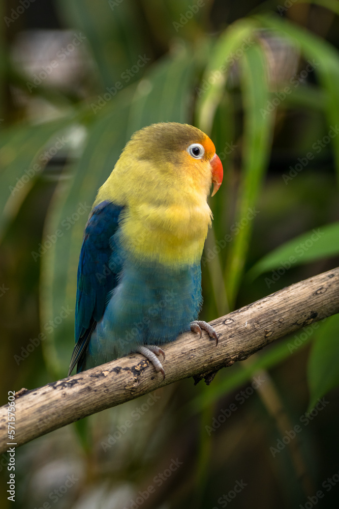 Fischer's lovebird (Agapornis fischeri) is a small parrot species of the genus Agapornis