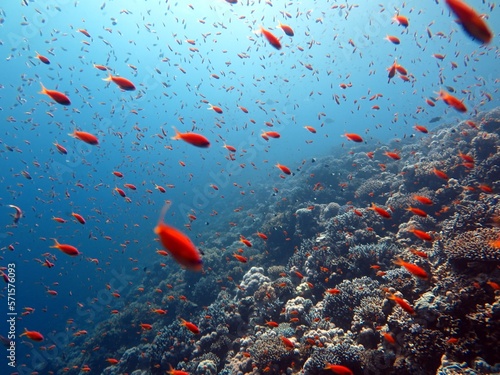 Red sea fish and coral reef 