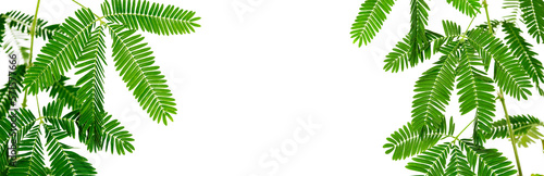 Green plant, frame, white space. Isolated on transparent background. Precision cut and flawless finish make it easy to incorporate the image into your projects.