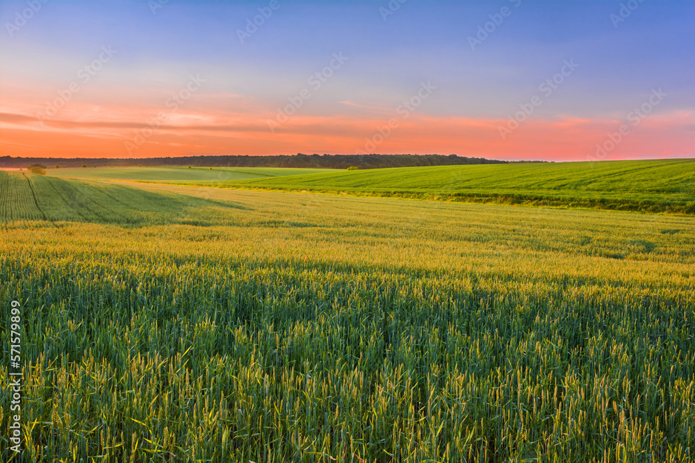 Sunset over a field of young shoots of wheat
