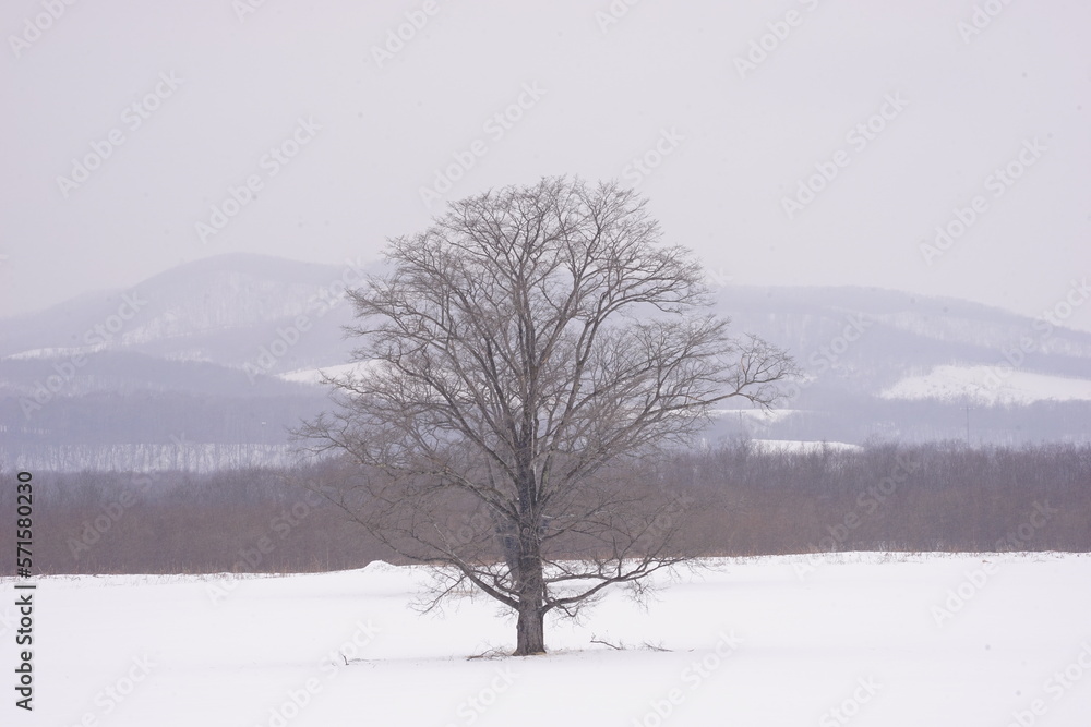 Fototapeta premium The Harunire Tree, Large Elm Tree, in Tokachi, Hokkaido, Japan - 日本 北海道 十勝 ハルニレの木