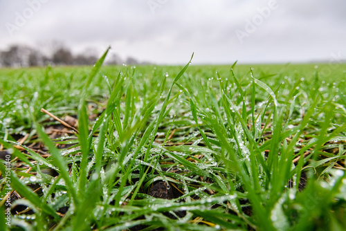 Close-up of young shoots of winter wheat with raindrops against a cloudy sky.