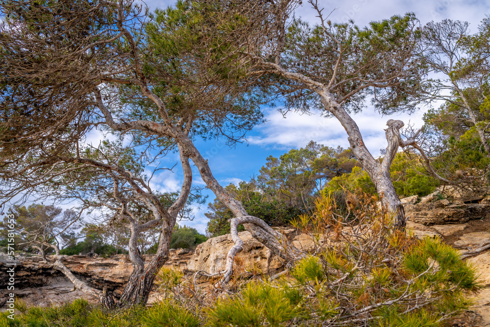 Felsen Mallorca Mittelmeer Küste bei Es Pontas
