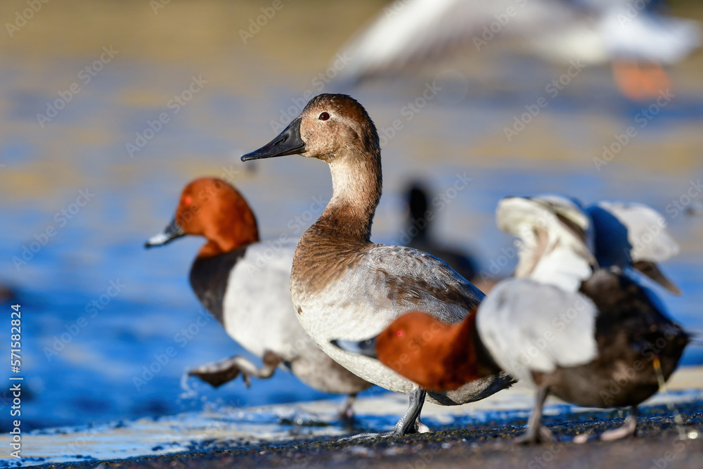 めったに見られない珍しい水鳥、カモの仲間オオホシハジロ めったに見られない珍しい水鳥、カモの仲間オオホシハジロ