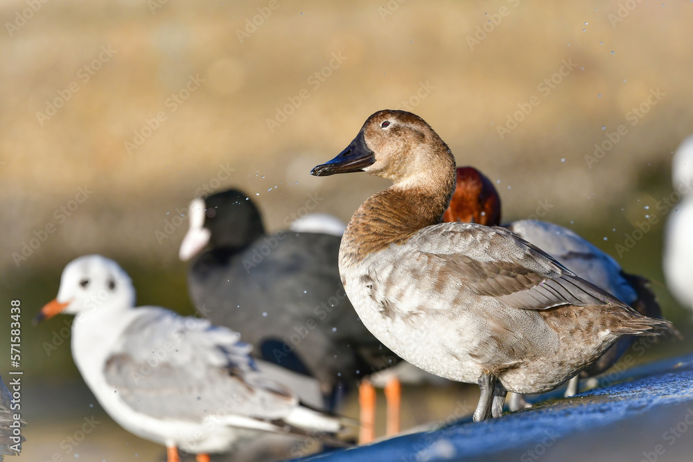 めったに見られない珍しい水鳥、カモの仲間オオホシハジロ めったに見られない珍しい水鳥、カモの仲間オオホシハジロ