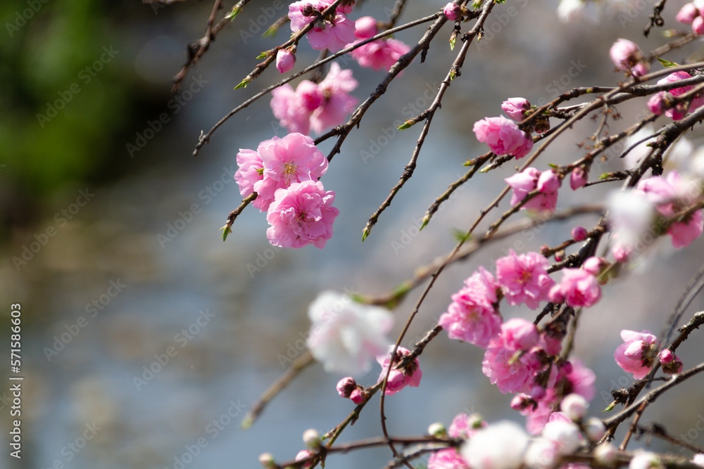 山茶花 山茶花