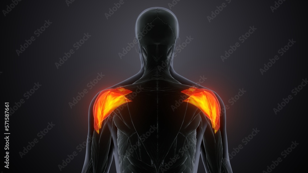 3d iillustration arm muscles deltoideus muscle anatomy. 3d iillustration arm muscles deltoideus muscle anatomy.